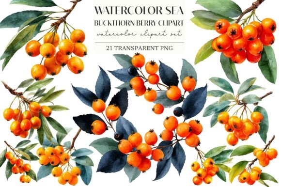 Download Watercolor Sea Buckthorn Berry Clipart - Premium Resources